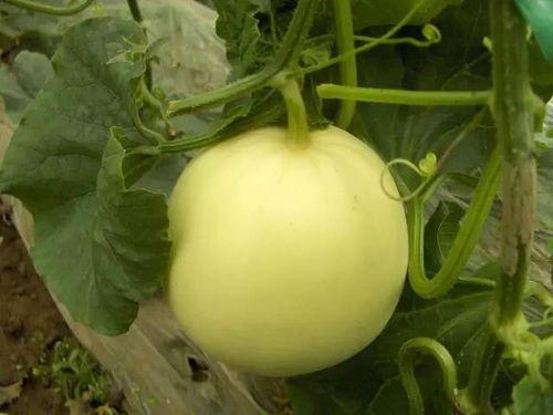 手术后吃小白瓜,小白瓜助力健康饮食新选择 第2张 手术后吃小白瓜,小白瓜助力健康饮食新选择 第2张