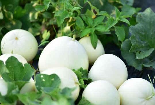 手术后吃小白瓜,小白瓜助力健康饮食新选择 第3张 手术后吃小白瓜,小白瓜助力健康饮食新选择 第3张