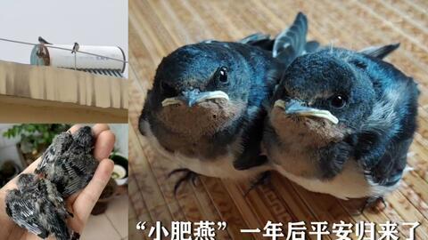 国外兔子吃哈密瓜,国外兔子品尝哈密瓜的趣味瞬间 第3张 国外兔子吃哈密瓜,国外兔子品尝哈密瓜的趣味瞬间 第3张