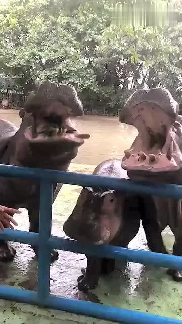 粗鲁吃瓜,揭秘娱乐圈背后的真实故事