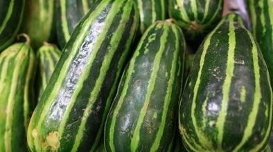 青龙瓜是梢瓜吗怎么吃,梢瓜的一种,美味吃法大揭秘 第2张 青龙瓜是梢瓜吗怎么吃,梢瓜的一种,美味吃法大揭秘 第2张