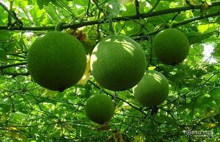 瓜篓怎么吃,解锁传统美味的新吃法