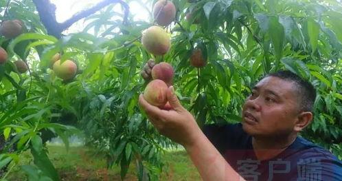 光山县吃瓜,探寻光山县特色美食之旅