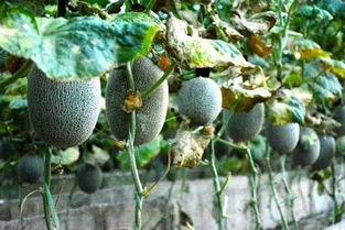 长花纹瓜怎么吃,解锁美味新体验