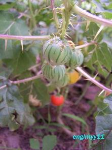 长花纹瓜怎么吃,解锁美味新体验 第3张 长花纹瓜怎么吃,解锁美味新体验 第3张