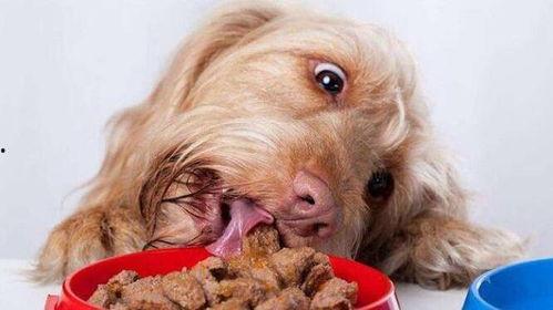 狗狗站在屋顶吃瓜,狗狗的独特“美食”时光