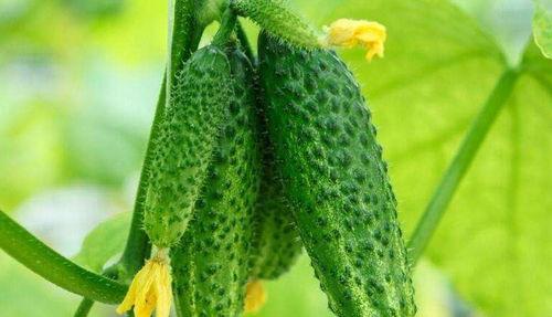 理想性吃瓜,吃瓜群众的趣味解读