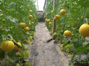 伊丽莎白瓜发绿可以吃吗 第3张 伊丽莎白瓜发绿可以吃吗 第3张