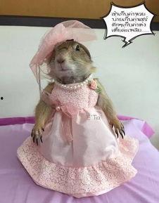 吃土瓜的土拨鼠,土拨鼠的土瓜奇遇记 第2张 吃土瓜的土拨鼠,土拨鼠的土瓜奇遇记 第2张