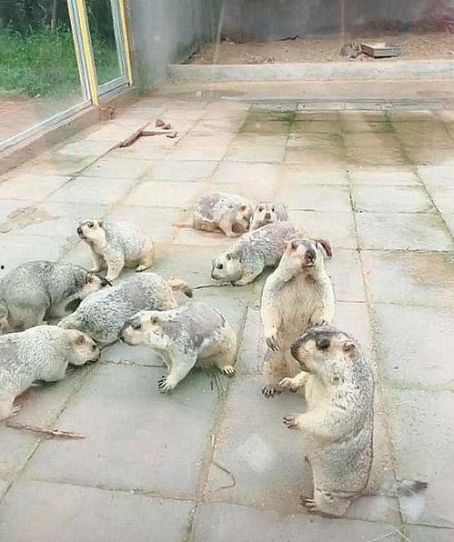 吃土瓜的土拨鼠,土拨鼠的土瓜奇遇记 第3张 吃土瓜的土拨鼠,土拨鼠的土瓜奇遇记 第3张