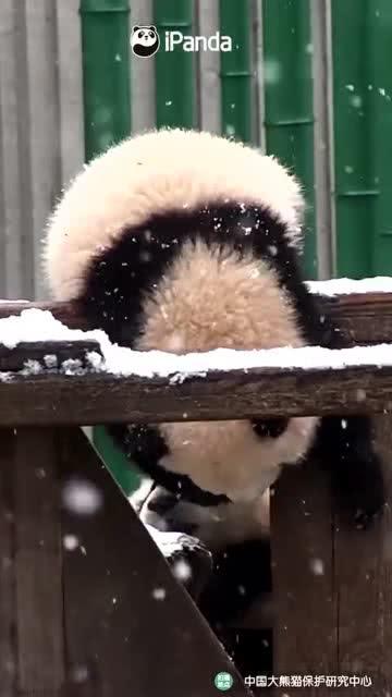 吃瓜小熊kpop,吃瓜小熊带你探秘K-pop世界  第3张