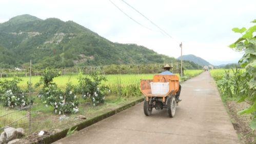 青田吃瓜视频,揭秘当地特色美食与风土人情