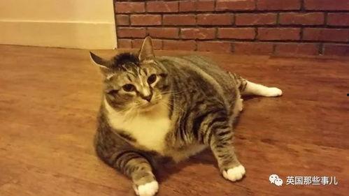 肥猫直播吃瓜  第3张